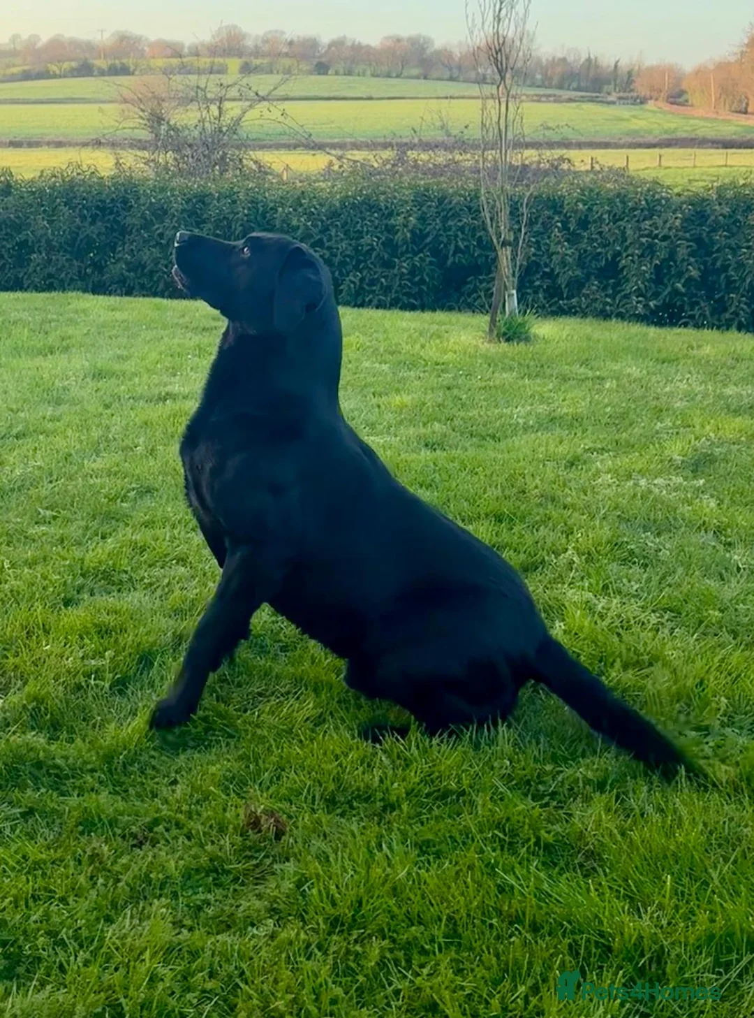 Labrador Retriever dogs for sale: Beautiful Black Labrador Puppies for Sale - Advert 2