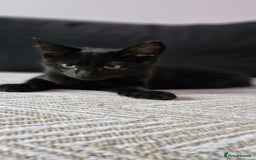 Ragdoll cats for sale: Mix Ragdoll with Bengal  - Image 1