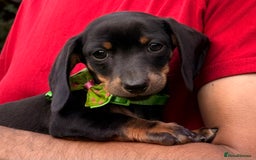Miniature Dachshund dogs for sale: 🩷Tiny Babies Can’t wait to Go Home🩷 - Image 5
