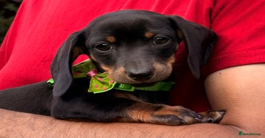 Miniature Dachshund dogs - Advert 12