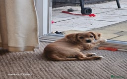 Cavapoo dogs for sale: Beautiful cavapoo Girl Ready to leave now - Image 4