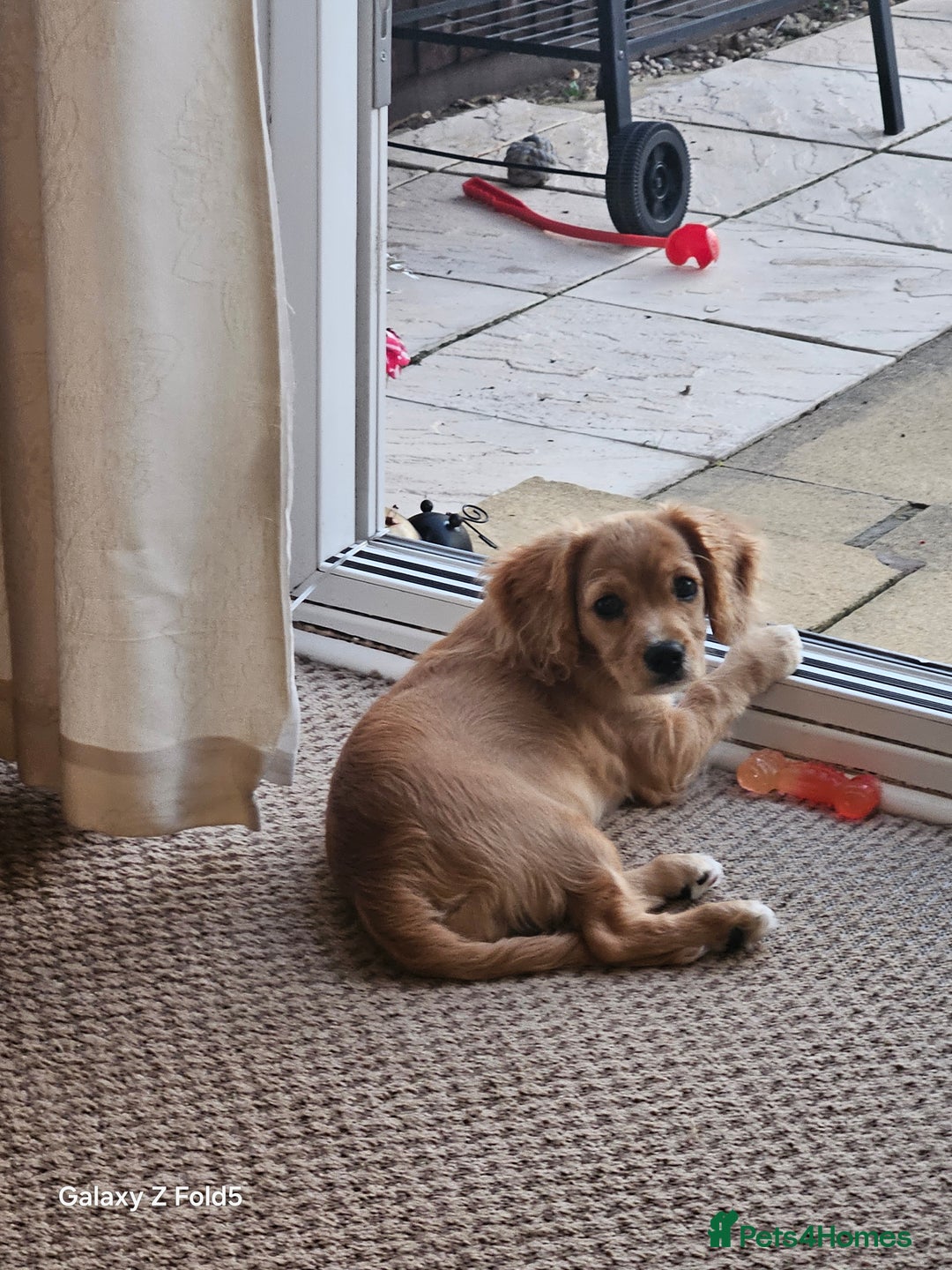 Cavapoo dogs for sale: Beautiful cavapoo Girl Ready to leave now - Image 4