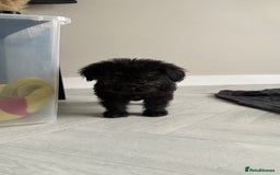 Mixed Breed dogs for sale: 6 fluffy frenchie cross puppies - Image 20