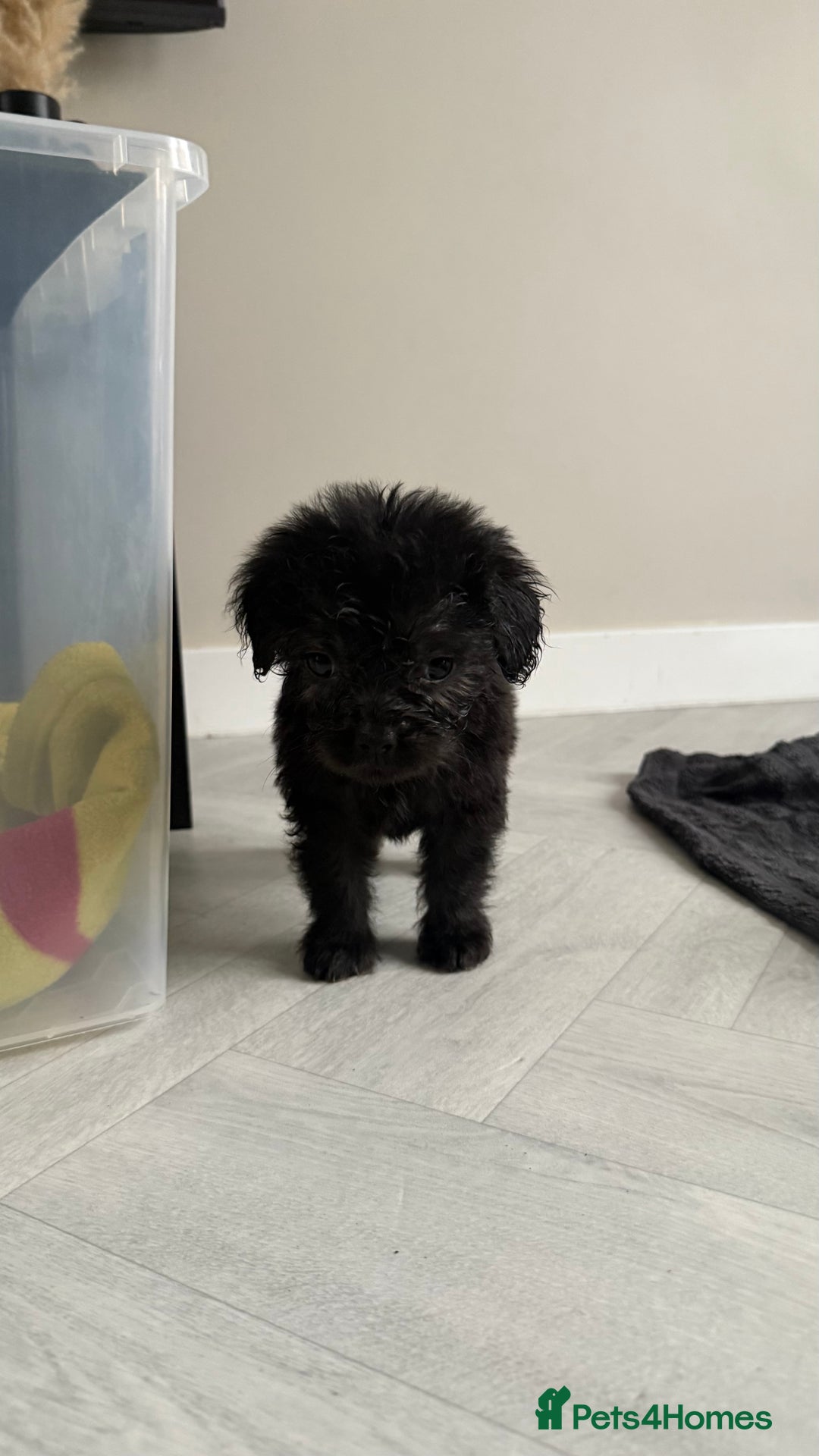 Mixed Breed dogs for sale: 6 fluffy frenchie cross puppies - Image 20