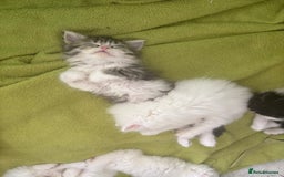 Persian cats for sale: Purebred Persian Kittens Rare White Coat&Blue Eyes - Image 13