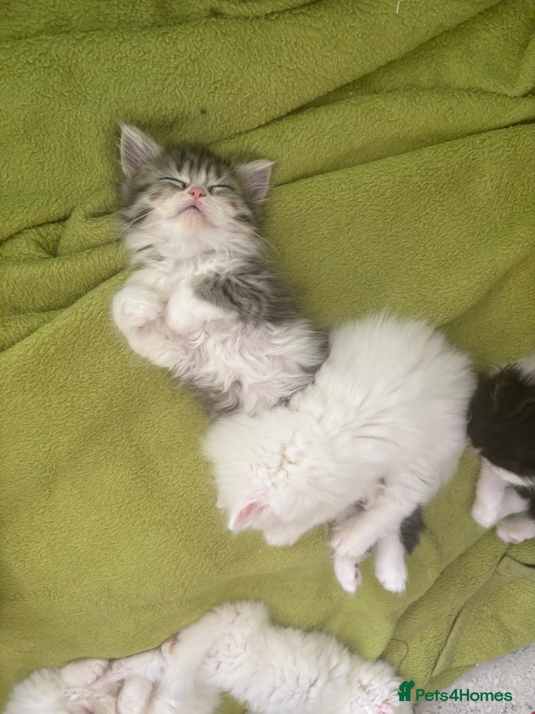 Persian cats for sale: Purebred Persian Kittens Rare White Coat&Blue Eyes - Image 13
