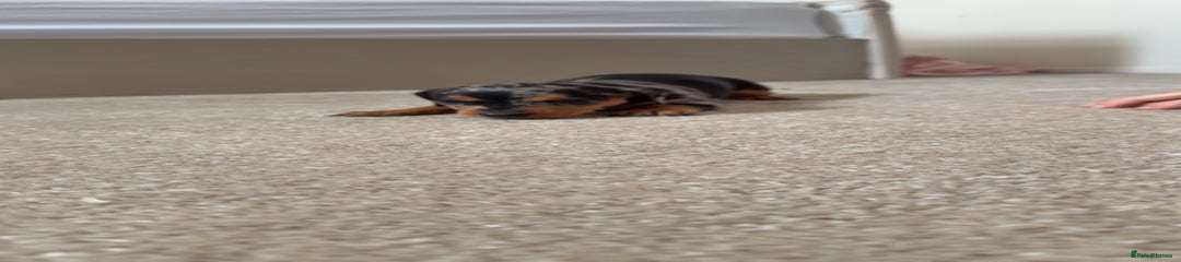 Dachshund Puppy 3