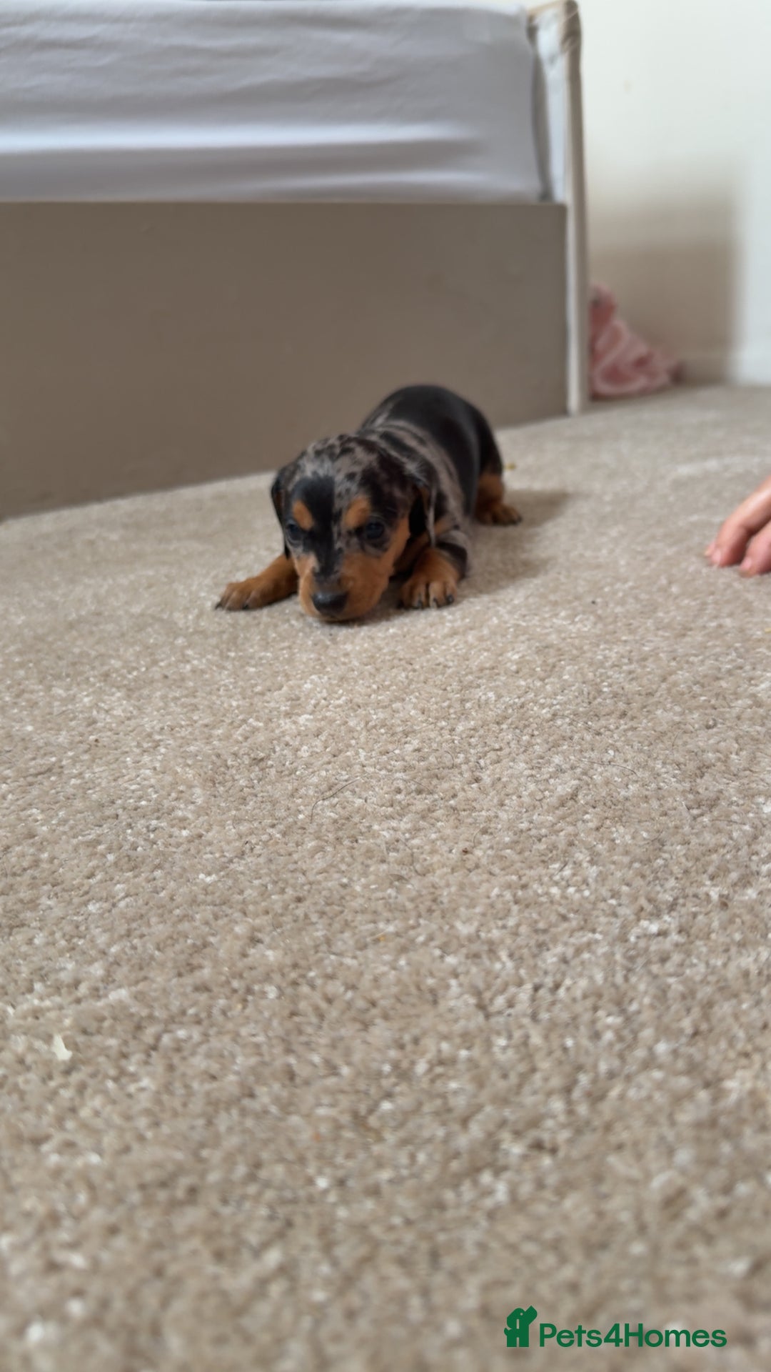 Dachshund dogs for sale: We have 6 beautiful dachshund puppy’s  - Image 8