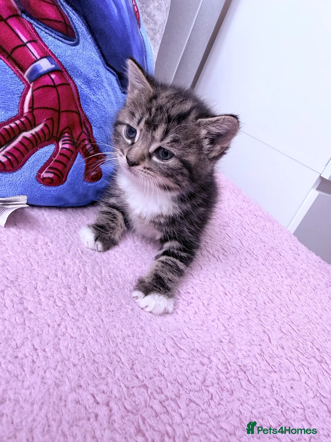 Mixed Breed cats for sale: Kittens - Advert 5