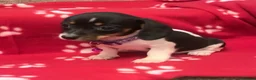 Miniature Dachshund dogs for sale: Beautiful rare piebald miniature dachshund puppies - Advert 11