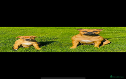 Staffordshire Bull Terrier dogs for sale: Amazing True To Type Staffordshire bull terriers  - Image 15