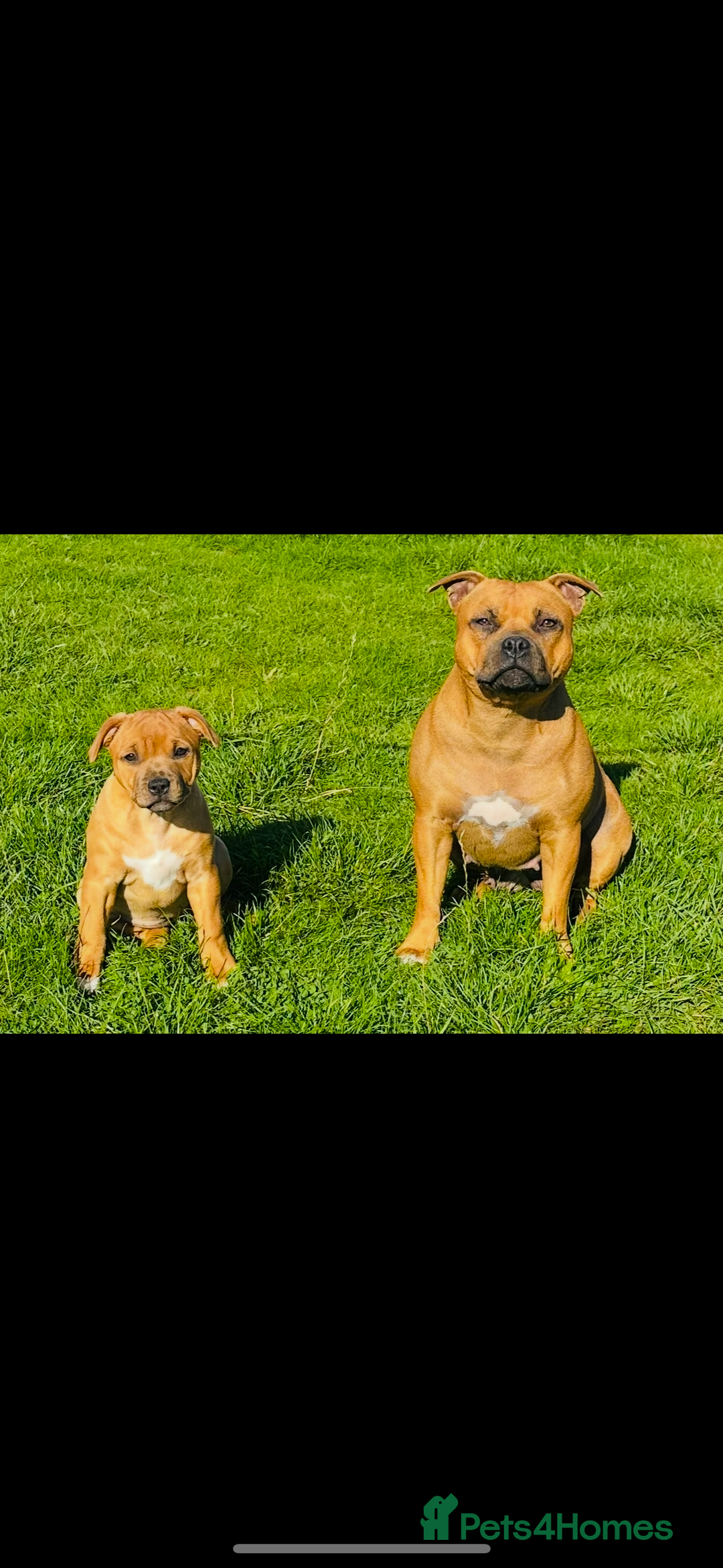 Staffordshire Bull Terrier dogs for sale: Amazing True To Type Staffordshire bull terriers  - Image 15