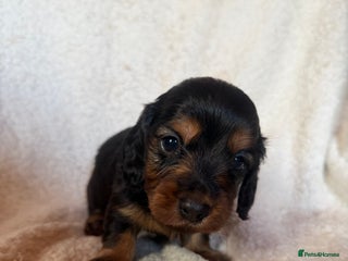 Miniature Dachshund dogs - Advert 1