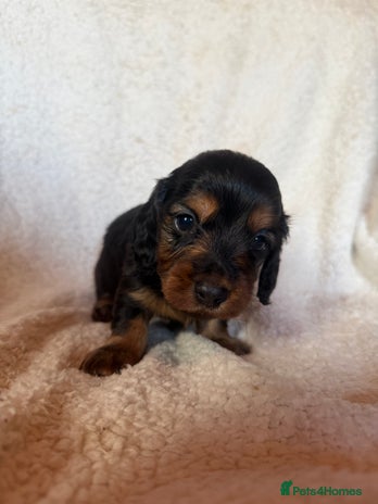 Miniature Dachshund dogs - Advert 1
