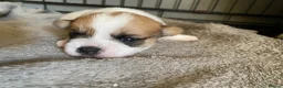 Mixed Breed dogs for sale: READY NOW….. Jack Russell beautiful litter of boys - Advert 32