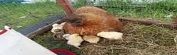 Chickens poultry for sale: 11 GORGEOUS 2 DAY OLD SILKIE CHICKS AVAILABLE  - Advert 8