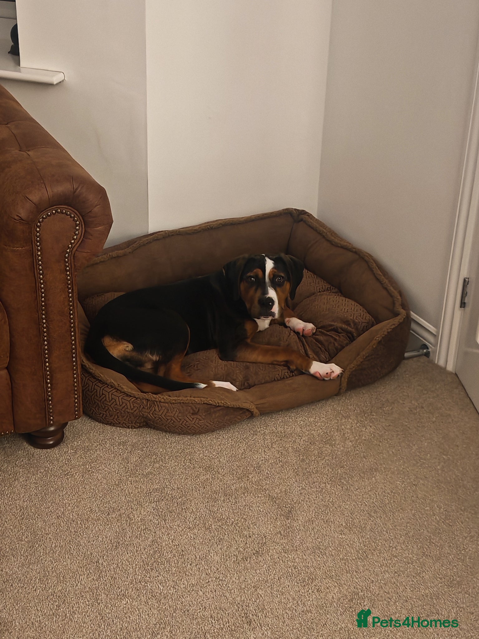 Mixed Breed dogs Beautiful Staffy/Rottweiler/Mastiff mix puppy - Advert 4