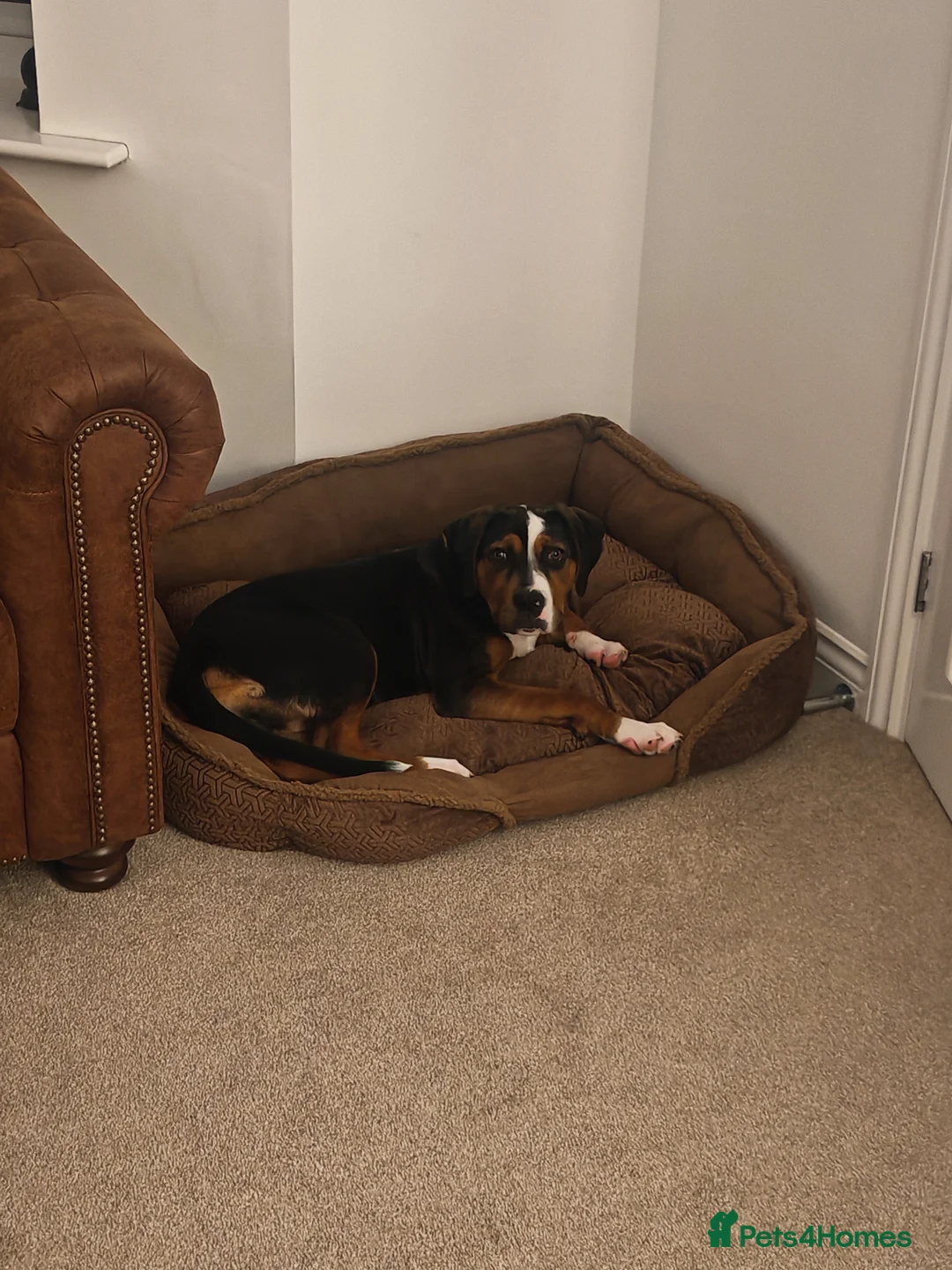 Mixed Breed dogs for sale: Beautiful Staffy/Rottweiler/Mastiff mix puppy in Sutton-in-Ashfield - Advert 1