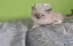 Ragdoll cats for sale: Ragdoll kittens  - Image 8