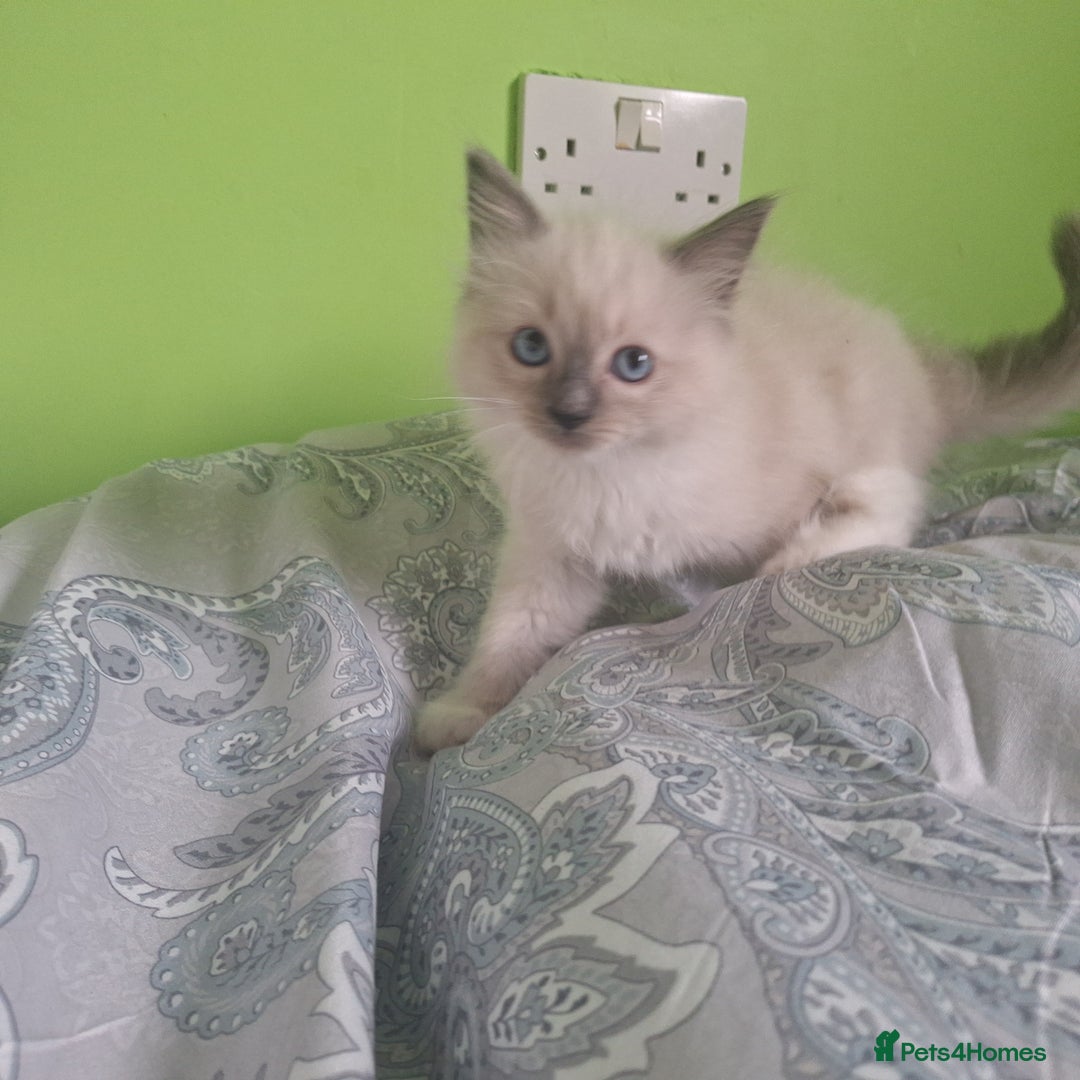 Ragdoll cats for sale: Ragdoll kittens  - Image 8