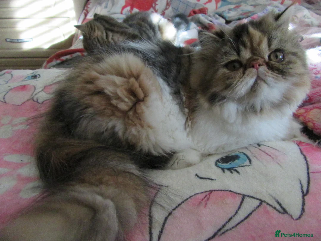 Persian cats for sale: Fantastic Female Persian kitten ready now - Advert 1