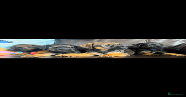Border Terrier dogs - Advert 15