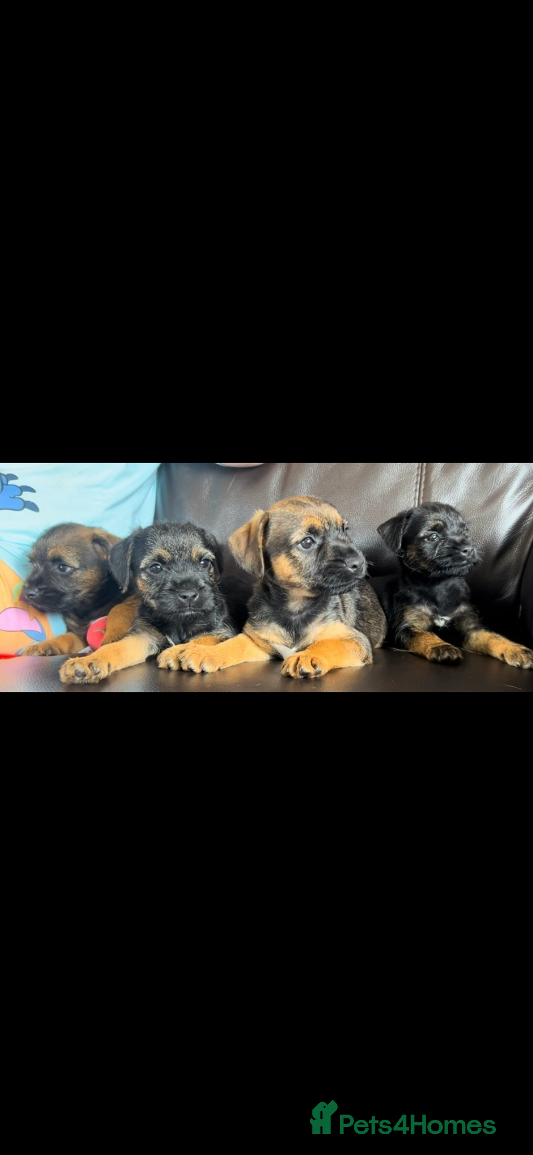 Border Terrier dogs for sale: Border Terrier puppies - Image 2