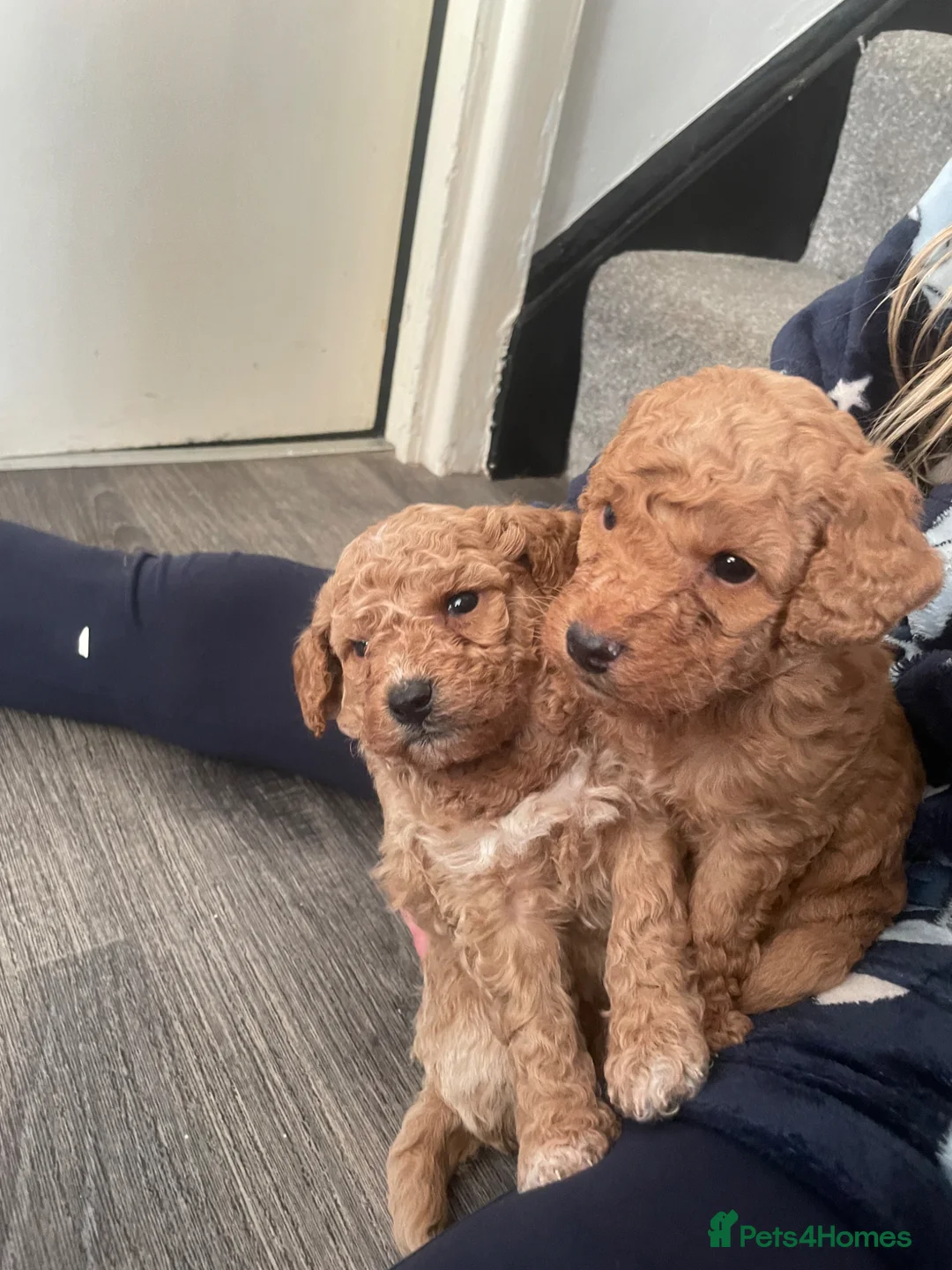 Mixed Breed dogs for sale: DOUBLE DOODLE ❤️ in Royston - Advert 1