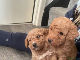 Mixed Breed dogs DOUBLE DOODLE ❤️ - Advert 9