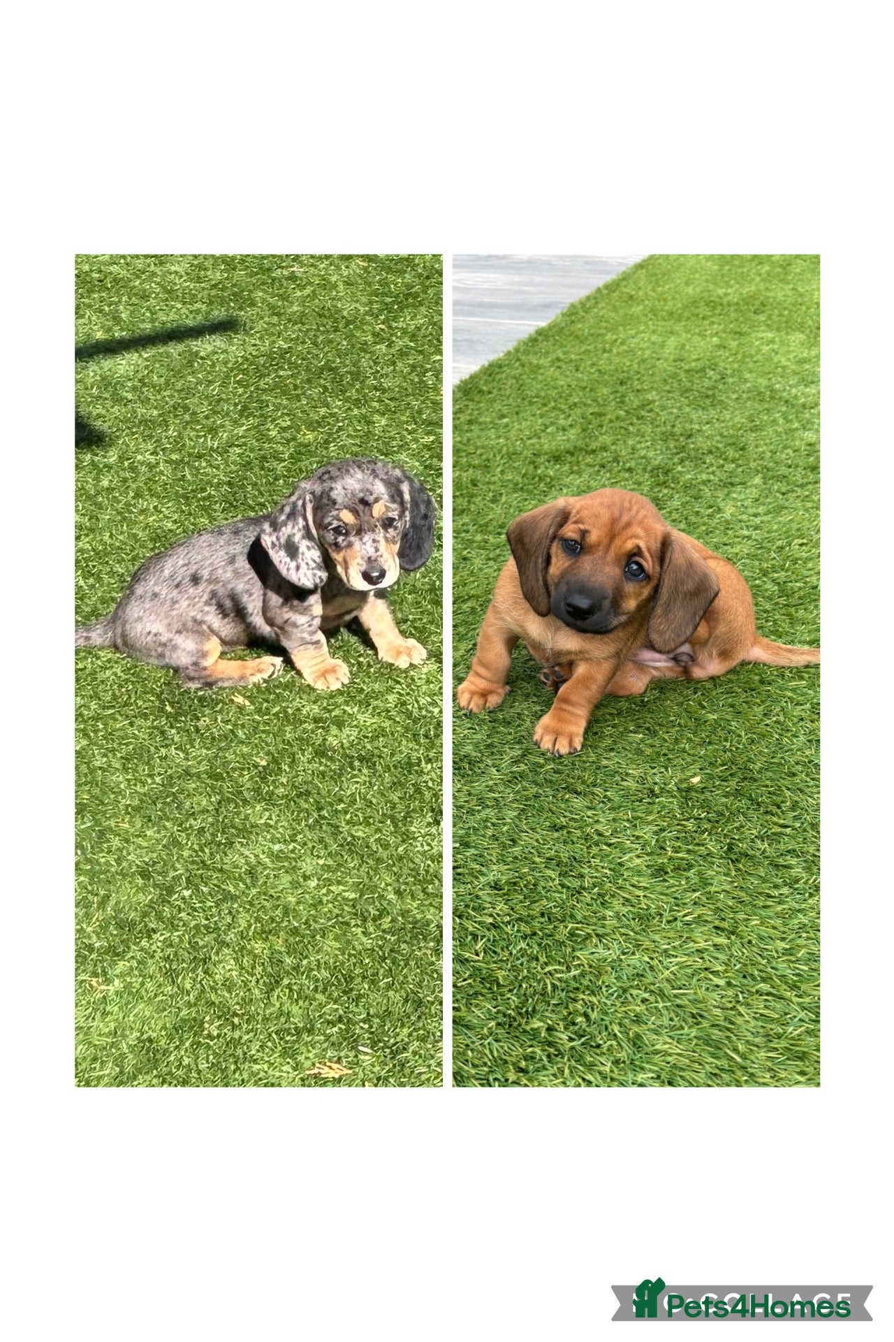 Miniature Dachshund dogs Beautiful Miniature dachshunds for sale  - Advert 12