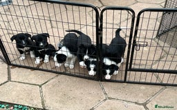 Smooth Collie dogs for sale: Collie x kelpie pups - Image 4