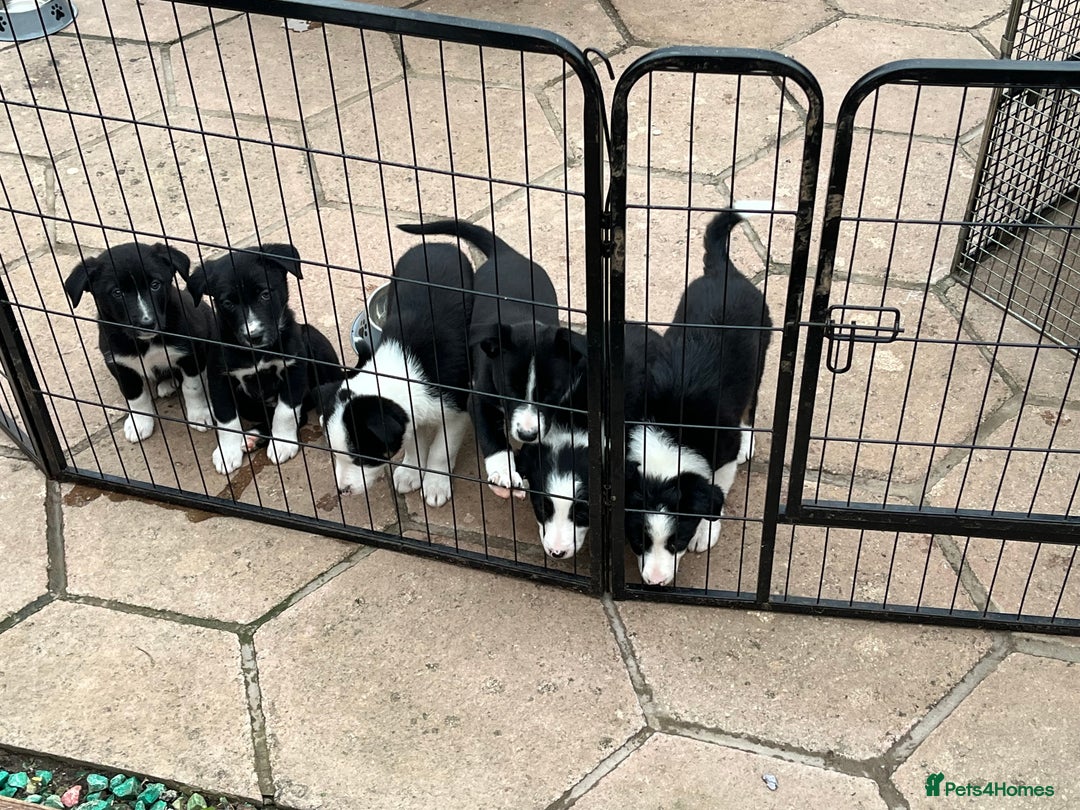 Smooth Collie dogs for sale: Collie x kelpie pups - Image 4