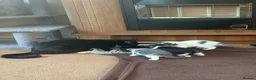 British Shorthair cats for sale: Kittens for sale  in Woodbridge - Advert 2