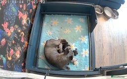 French Bulldog dogs for sale: Fluffy French bulldog puppies  - Image 2