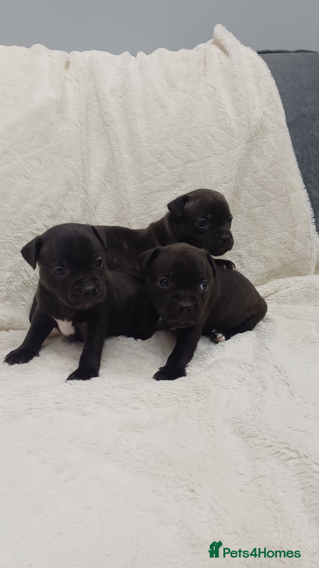 Staffordshire Bull Terrier dogs for sale: Beautiful blue staffy puppies  - Advert 10
