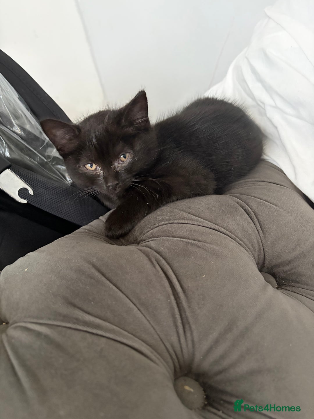 British Shorthair cats for sale: kittens liverpool - Advert 3