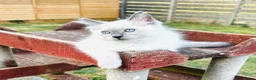 Ragdoll cats for sale: GCCF BEAUTIFUL RAGDOLL KITTENS  - Advert 5