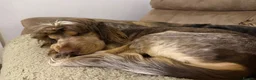 Cocker Spaniel dogs for stud: Cocker Spaniel STUD  - Advert 17