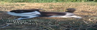 Kitten 4: 