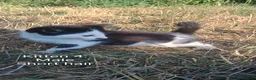 Mixed Breed cats for sale: 4 beautiful kittens for sale - Advert 7