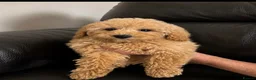 Poochon dogs for sale: Family raised Poochon puppies for sale  - Advert 12