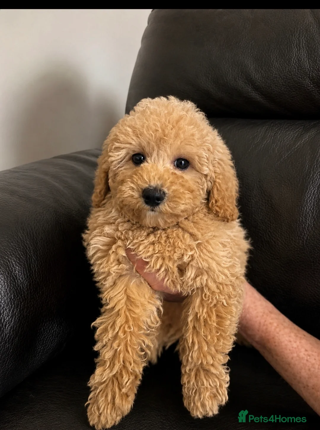 Poochon dogs for sale: Family raised Poochon puppies for sale  - Advert 12