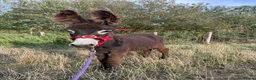 Donkey livestock for sale: Choco the Baby donkey  - Advert 5