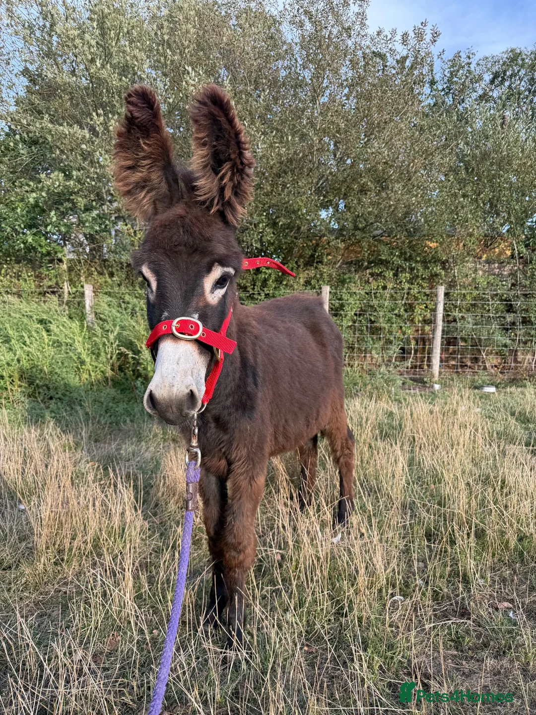 Donkey livestock for sale: Choco the Baby donkey  - Advert 5