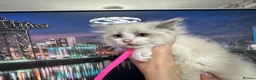 Ragdoll cats for sale: Gorgeous Ragdoll kittens - Advert 6
