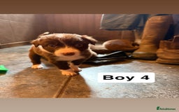 Border Collie dogs for sale: Working chocolate border collies  - Image 9