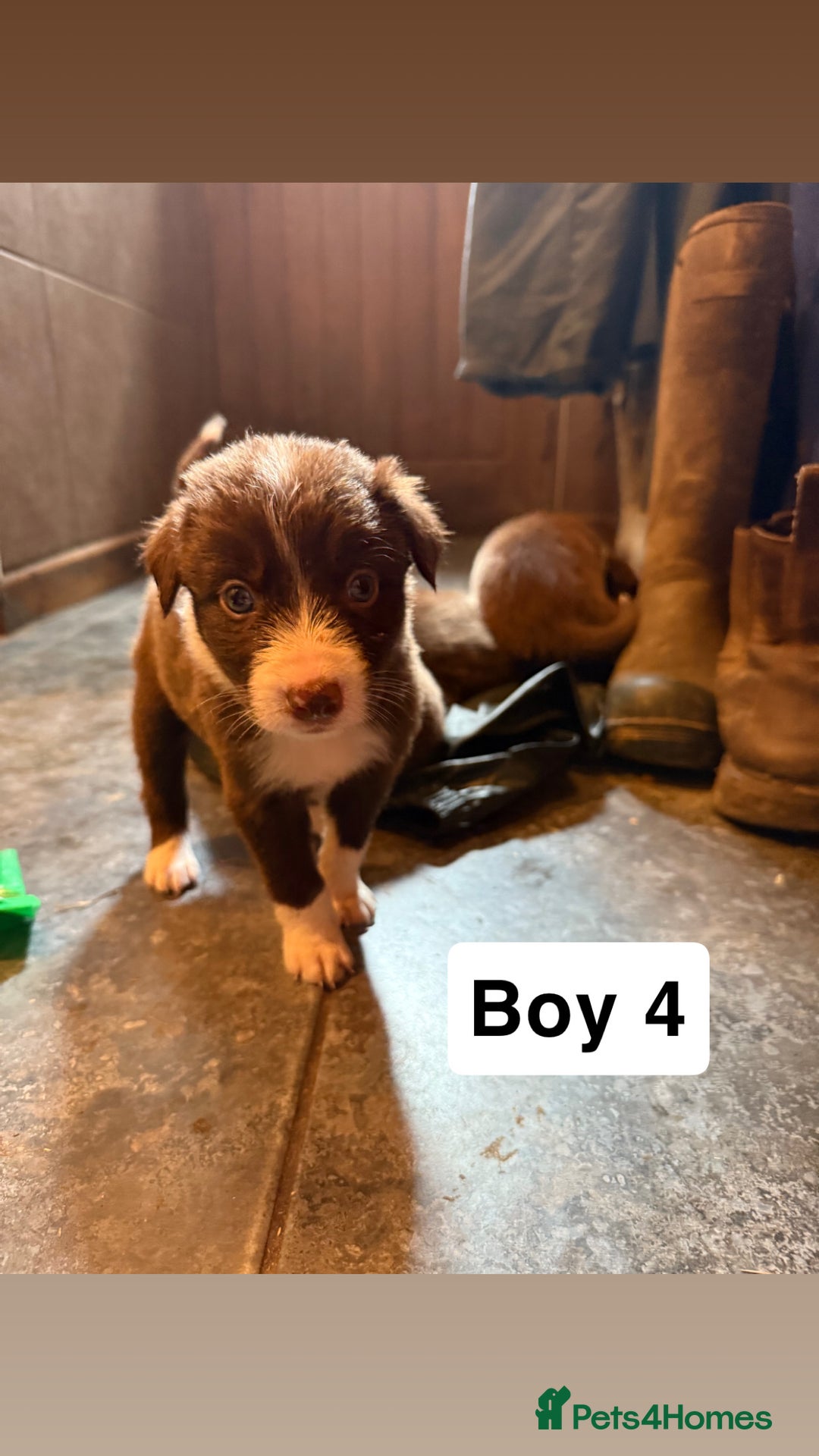 Border Collie dogs for sale: Working chocolate border collies  - Image 9