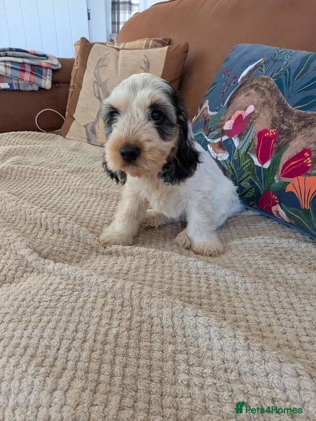 Cockapoo dogs for sale: Gorgeous cockapoos  *2 boys available* - Advert 2