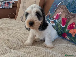 Cockapoo dogs Gorgeous cockapoos - Advert 5
