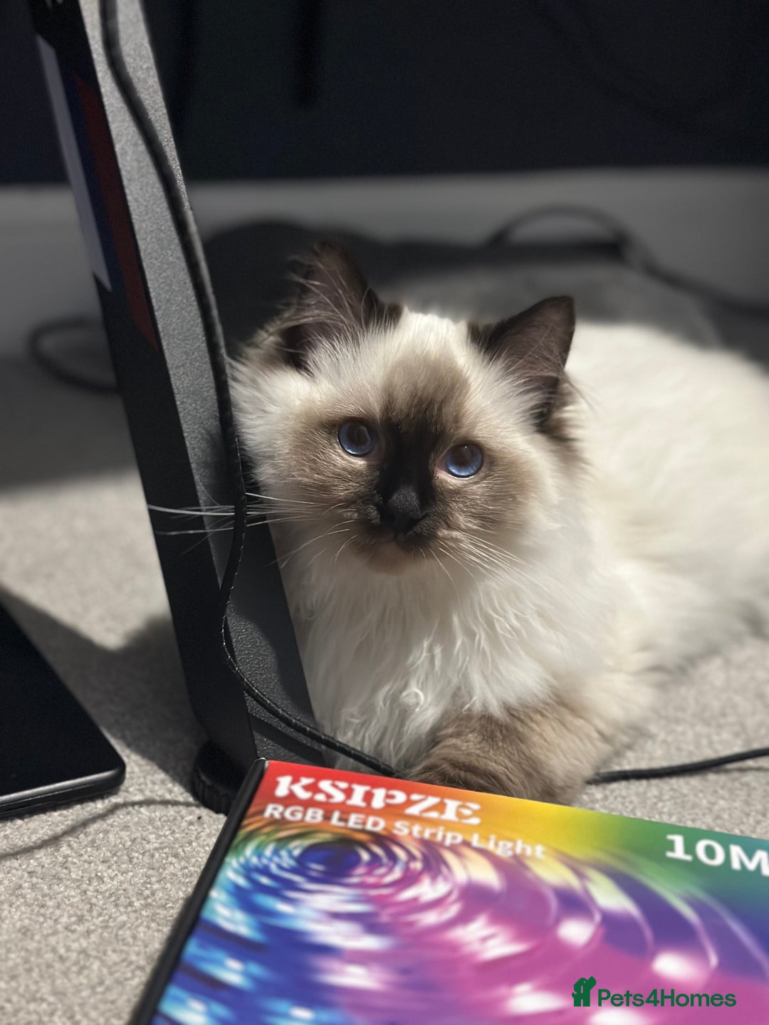 Ragdoll cats for sale: Ragdoll male Kittens For Sale - Advert 7